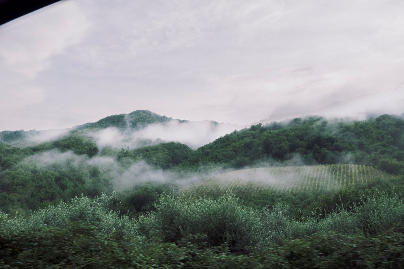 Explore the serene misty hills and lush vineyards of Tuscany, Italy, enveloped in early morning fog.