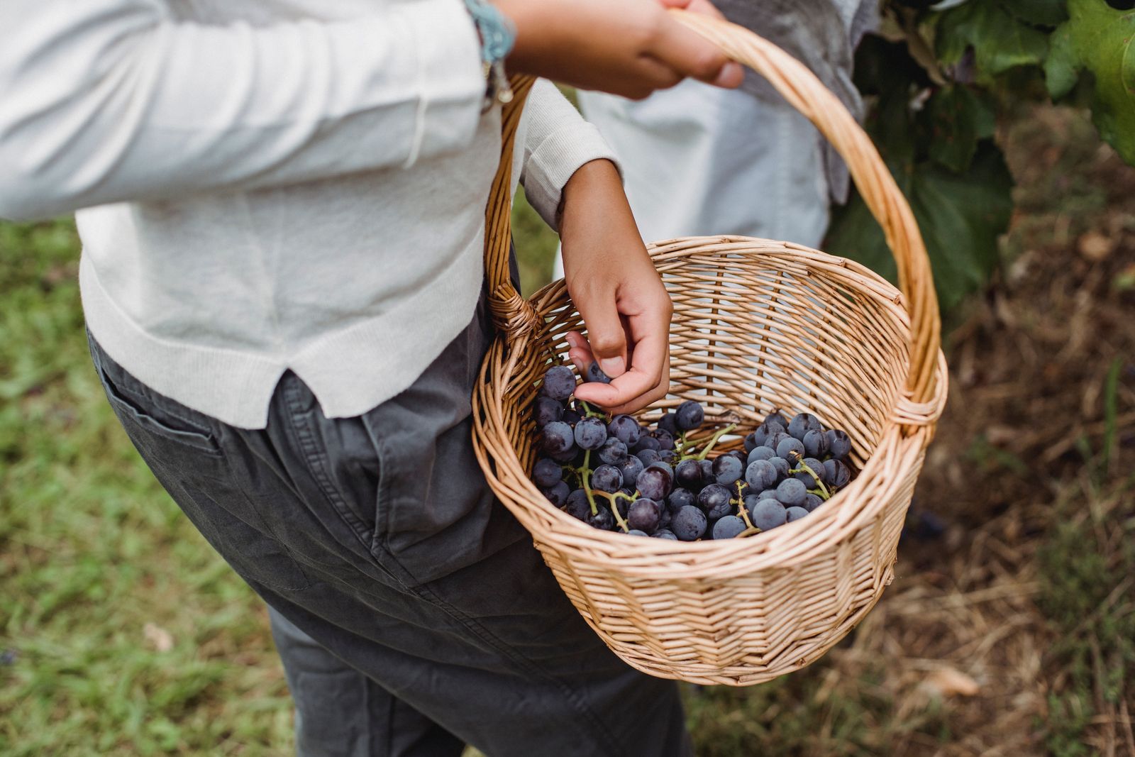 Crop faceless ethnic woman carrying wicker basket with ripe black grapes in country in soft daylight