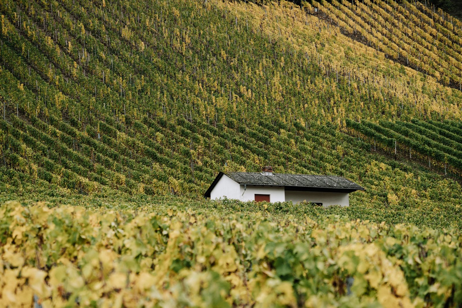 Remote small cabin on field surrounded with vineyard plantation on bottom of hill